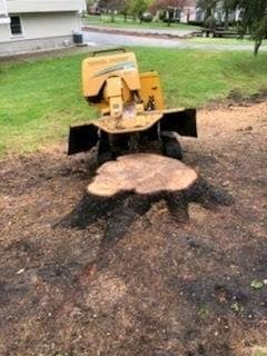 Scotts tree and stump removal, Sheffield MA