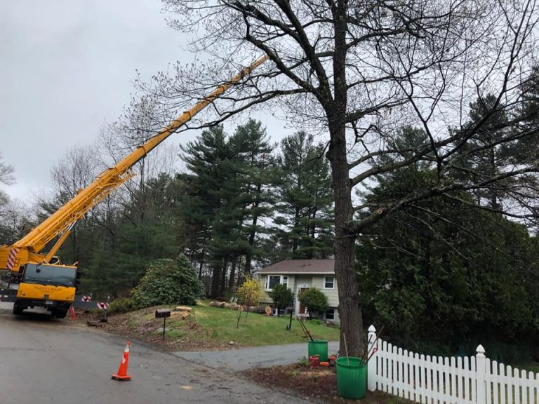 Scott’s Tree and Landscape Service